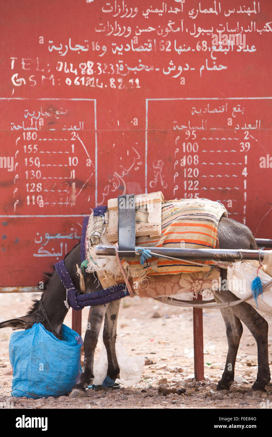 Asino mangiare con testa in blu torna in strada con sfondo rosso, Marocco Foto Stock