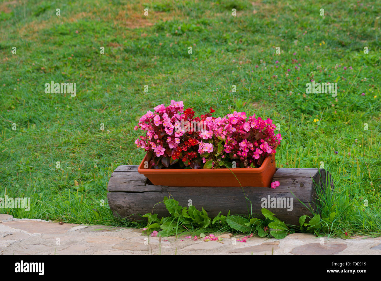 Geranio fiori in un vaso Foto Stock