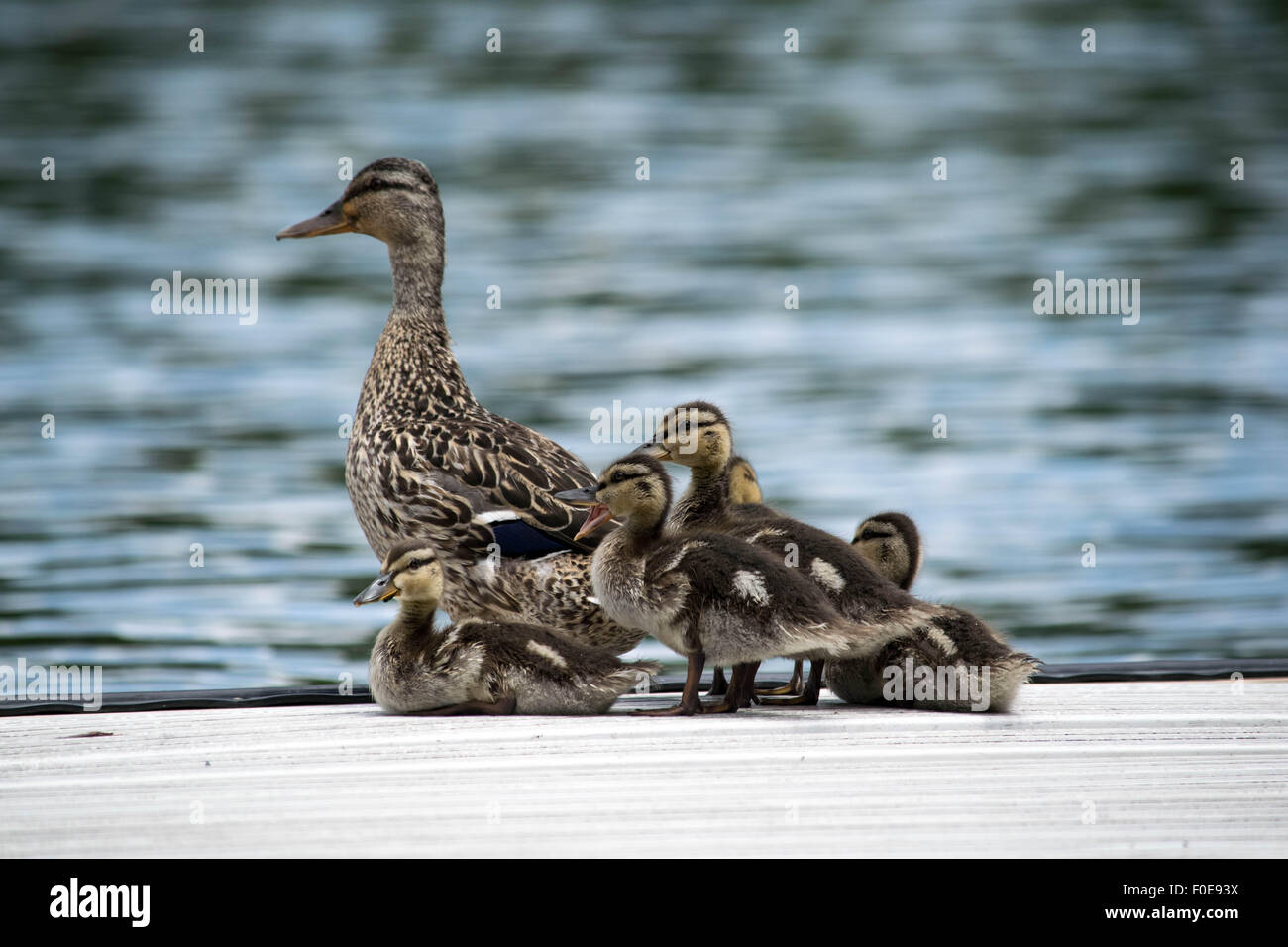 Baby duck family Foto Stock