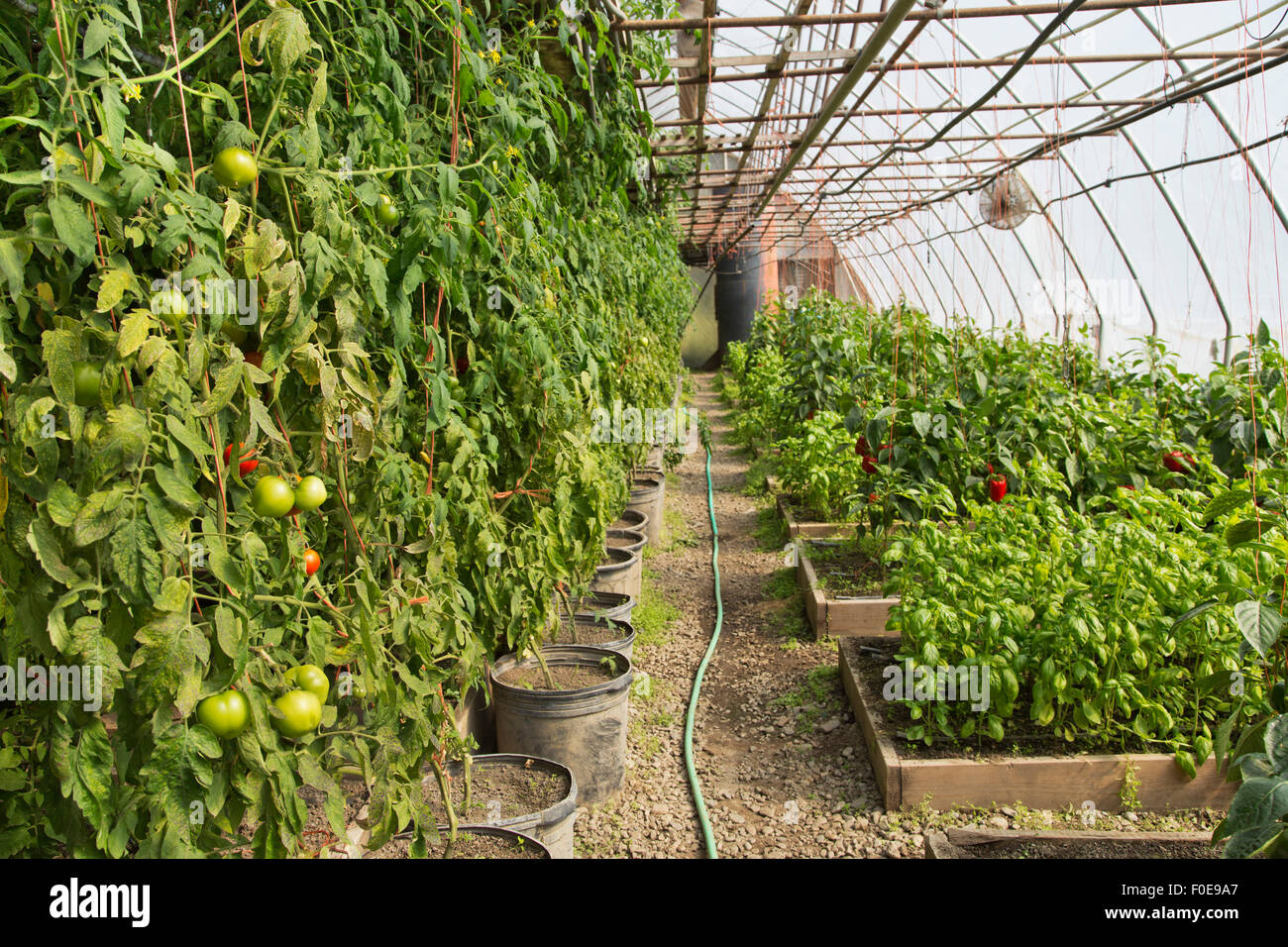 La maturazione dei pomodori, peperone e basilico cresce, organico, tunnel. Foto Stock