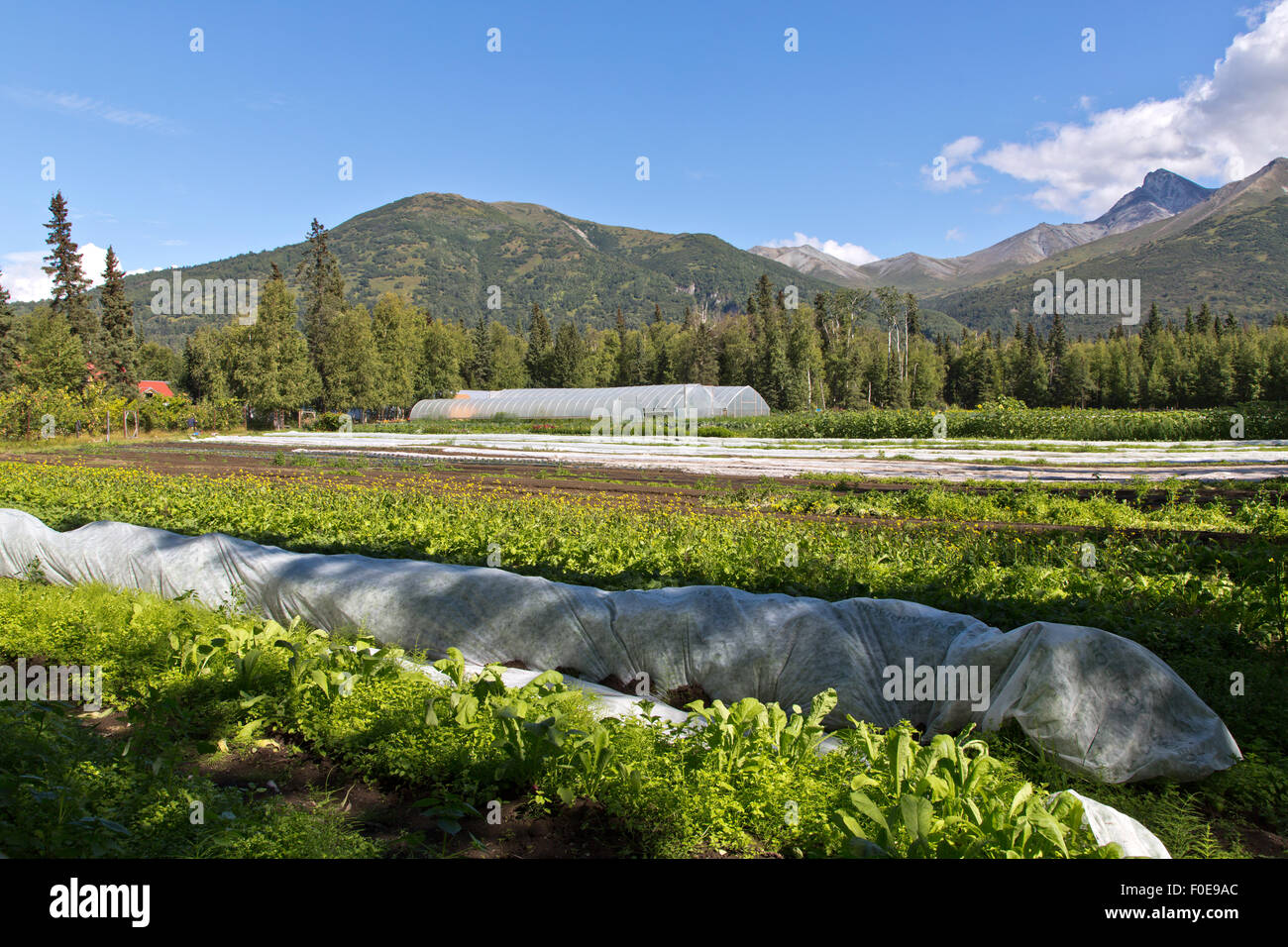 Azienda agricola biologica crescente varie verdure e ortaggi. Foto Stock