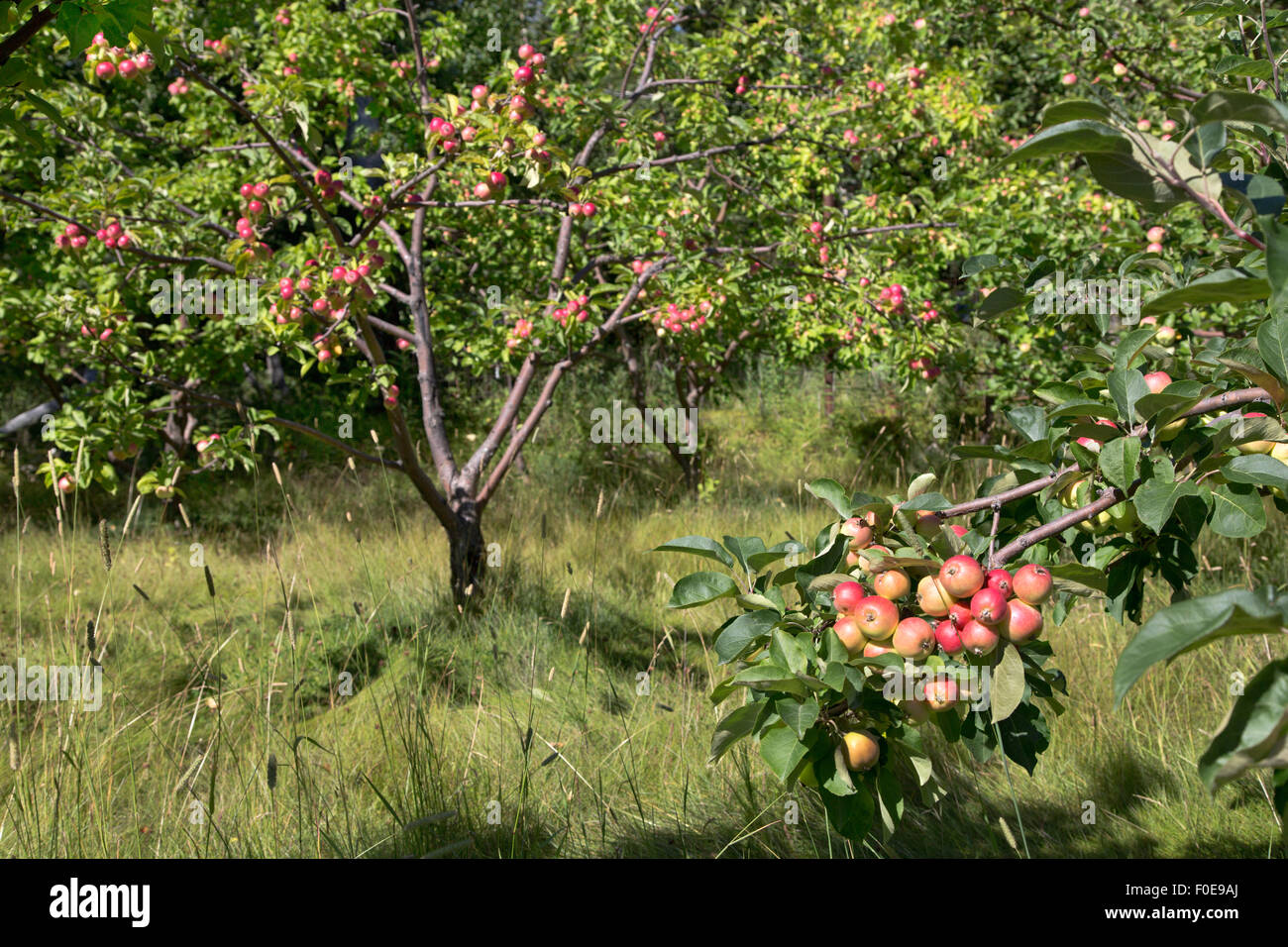 Mele colorate maturazione nel frutteto, azienda agricola biologica. Foto Stock