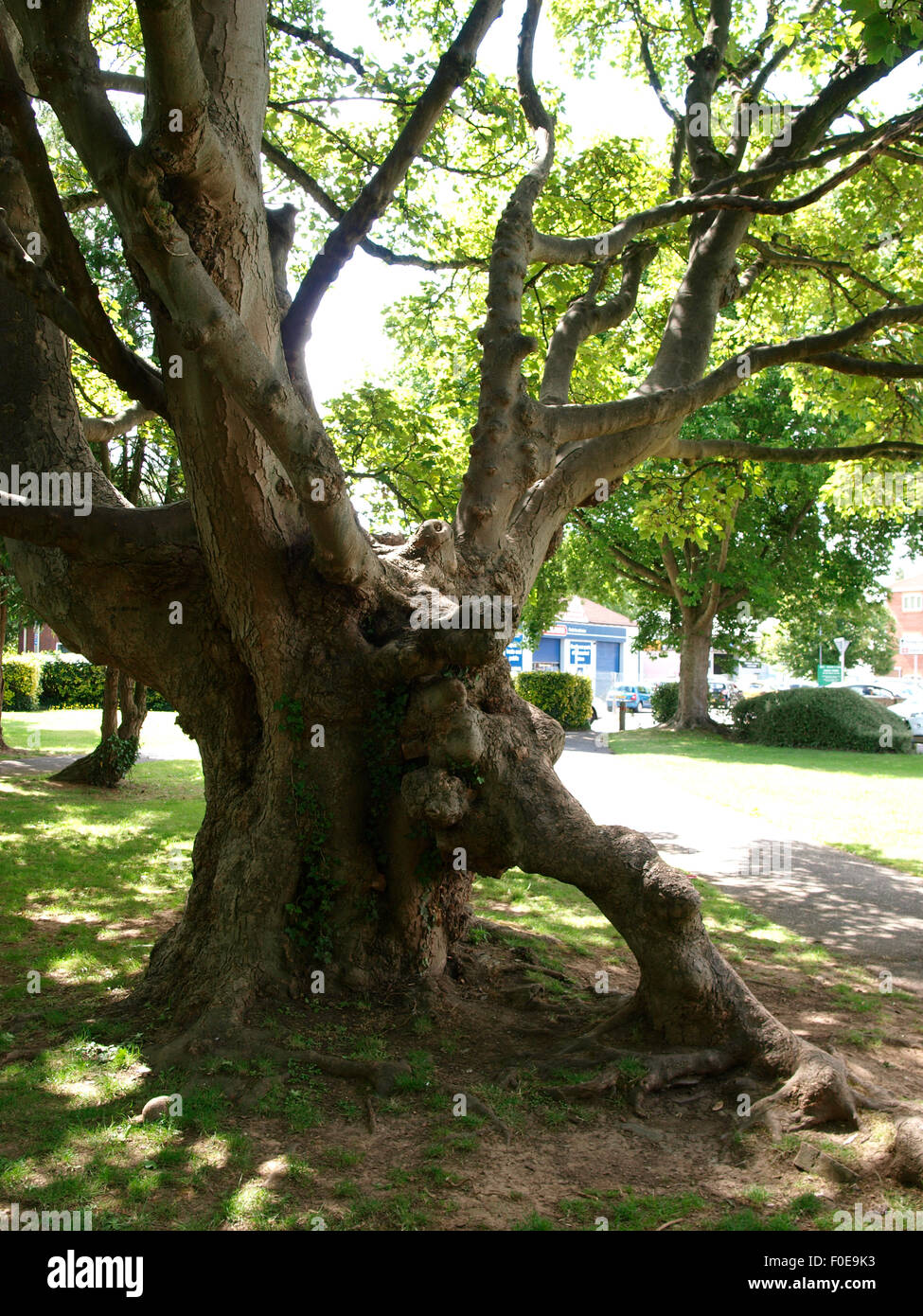 Vecchio albero, Taunton, Somerset, Regno Unito Foto Stock