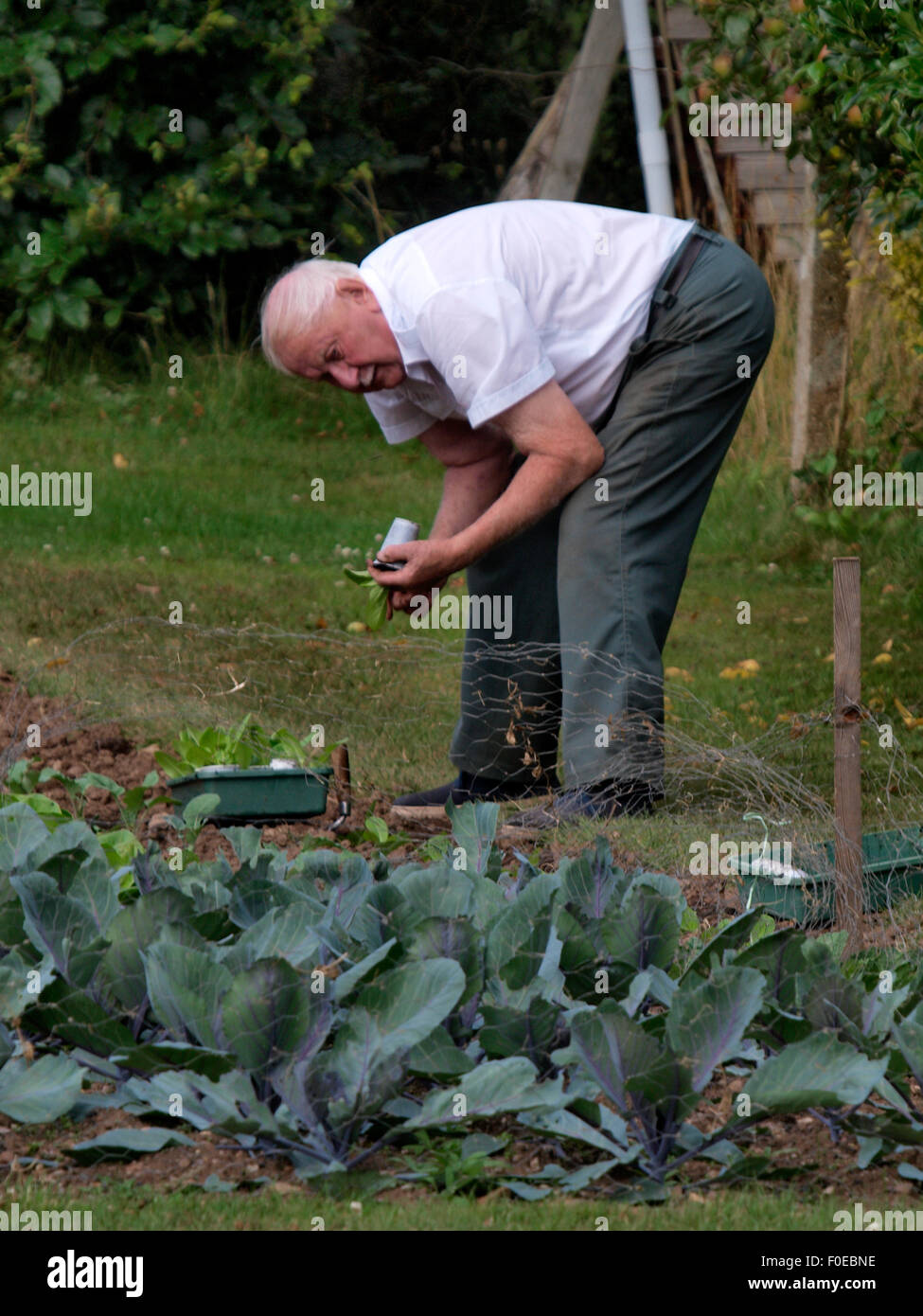 Senior Citizen lavorando sul suo veg patch, Somerset, Regno Unito Foto Stock