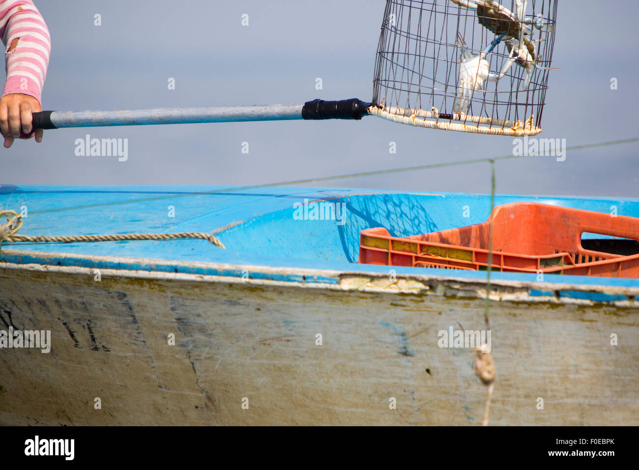Fisher uomo al lavoro rimuovendo i granchi dal suo perche sul lago di Maracaibo. Famosa per la sua pesca del granchio. Foto Stock