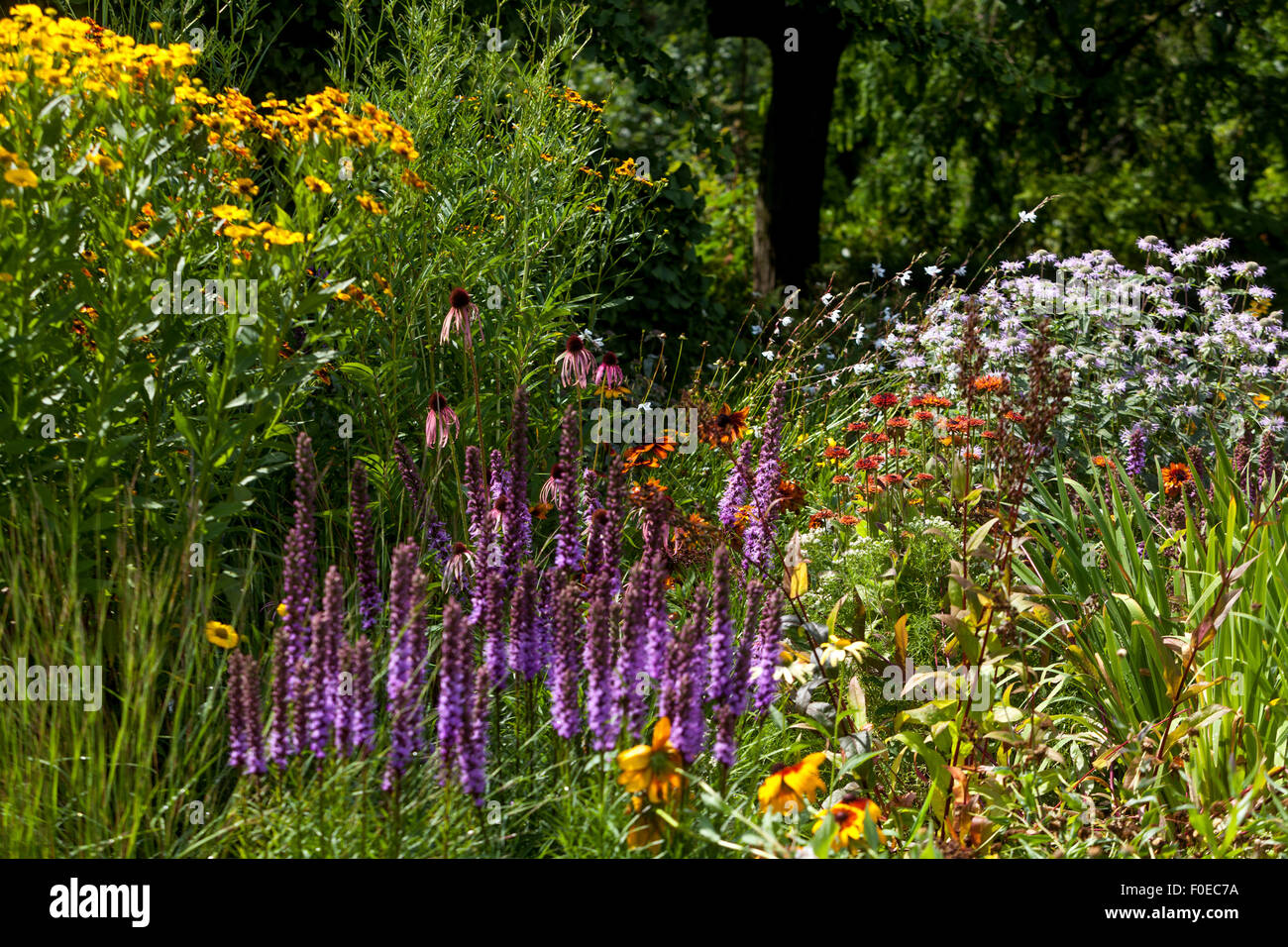 Liatris spicata, densa stella sfarzosa o gayfeather Naturalistic Garden estate Foto Stock