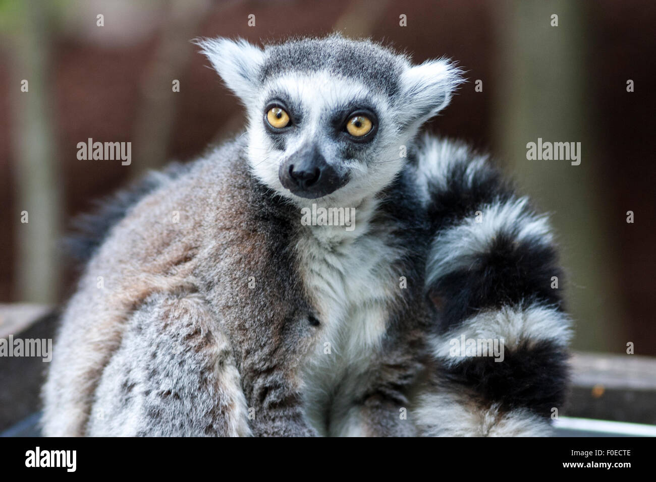 Anello-tailed Lemur (Skansen, Stoccolma, Svezia) Foto Stock