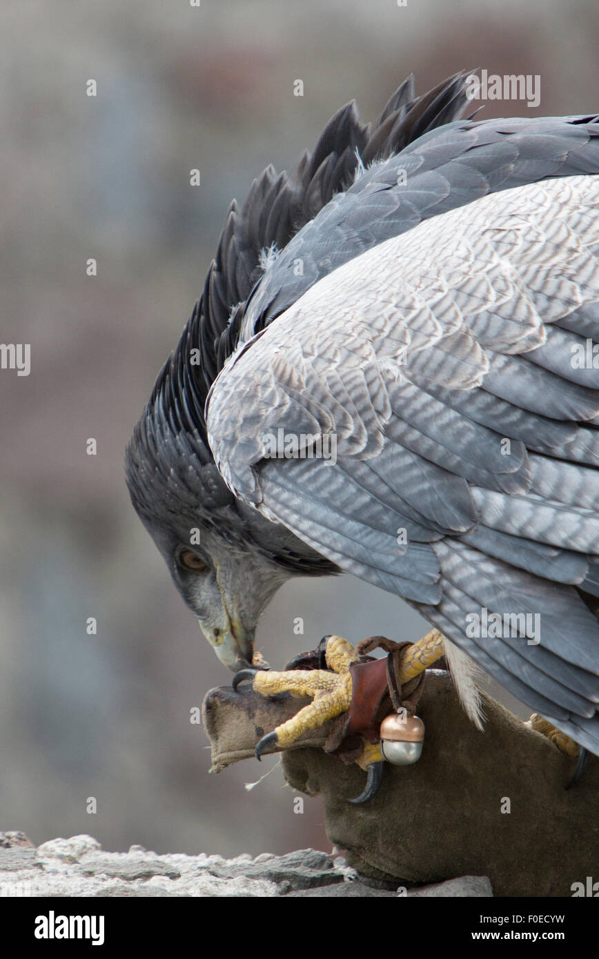 American aquila calva in piedi sul guanto del suo trainer a una piscina esterna il santuario degli uccelli vicino Otavalo, Ecuador 2015. Foto Stock