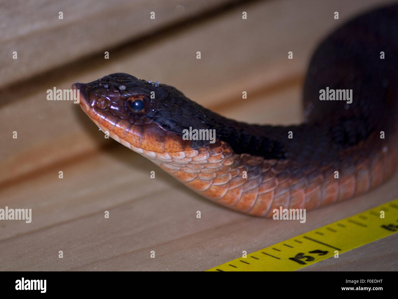 Serpente sconosciuta di un mio amico catturato. Foto Stock