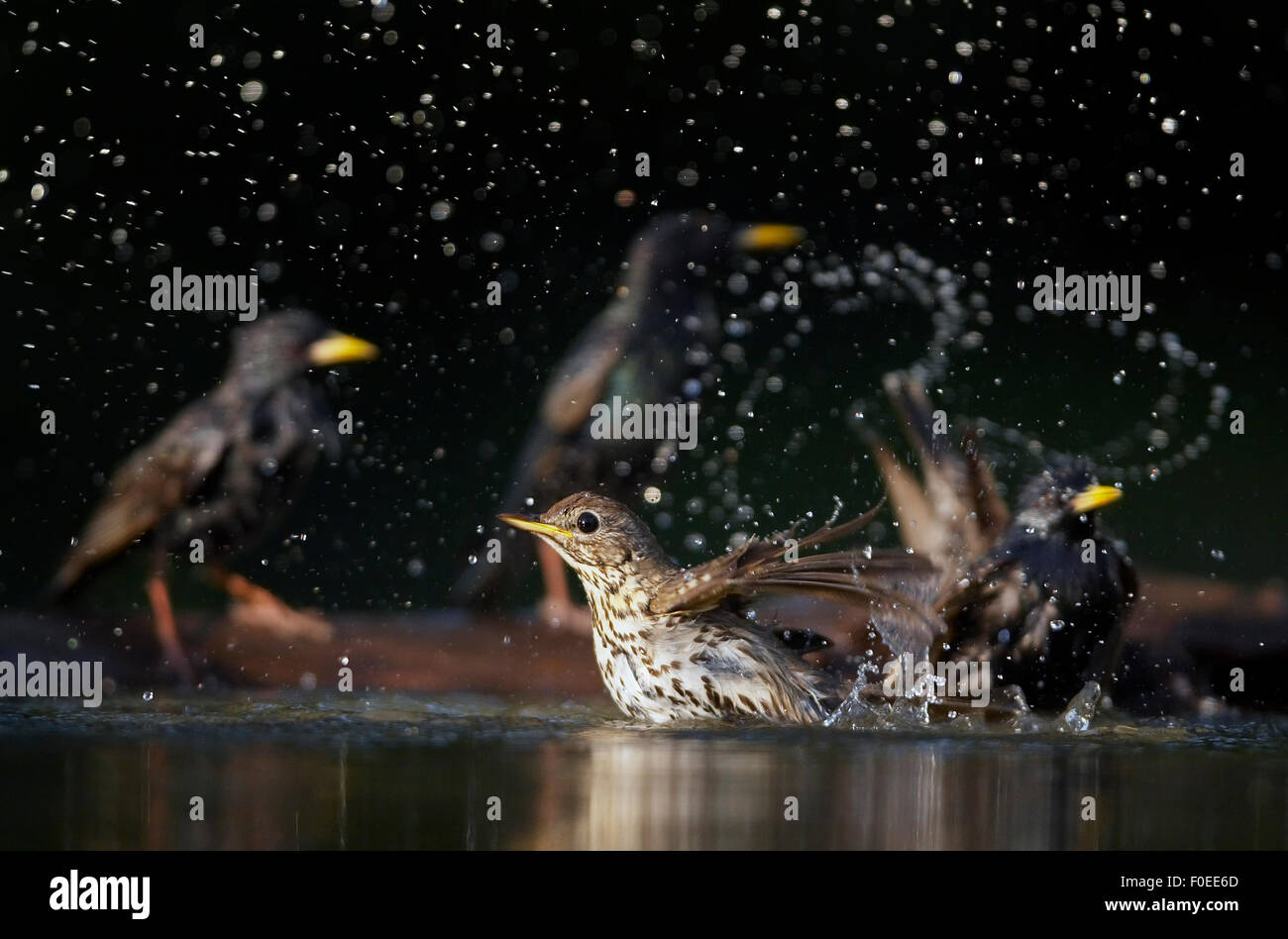 Tordo Bottaccio (Turdus philomelos) la balneazione con comuni starling {Sturnus vulgaris} dietro, Pusztaszer, Ungheria, Maggio 2008 Foto Stock