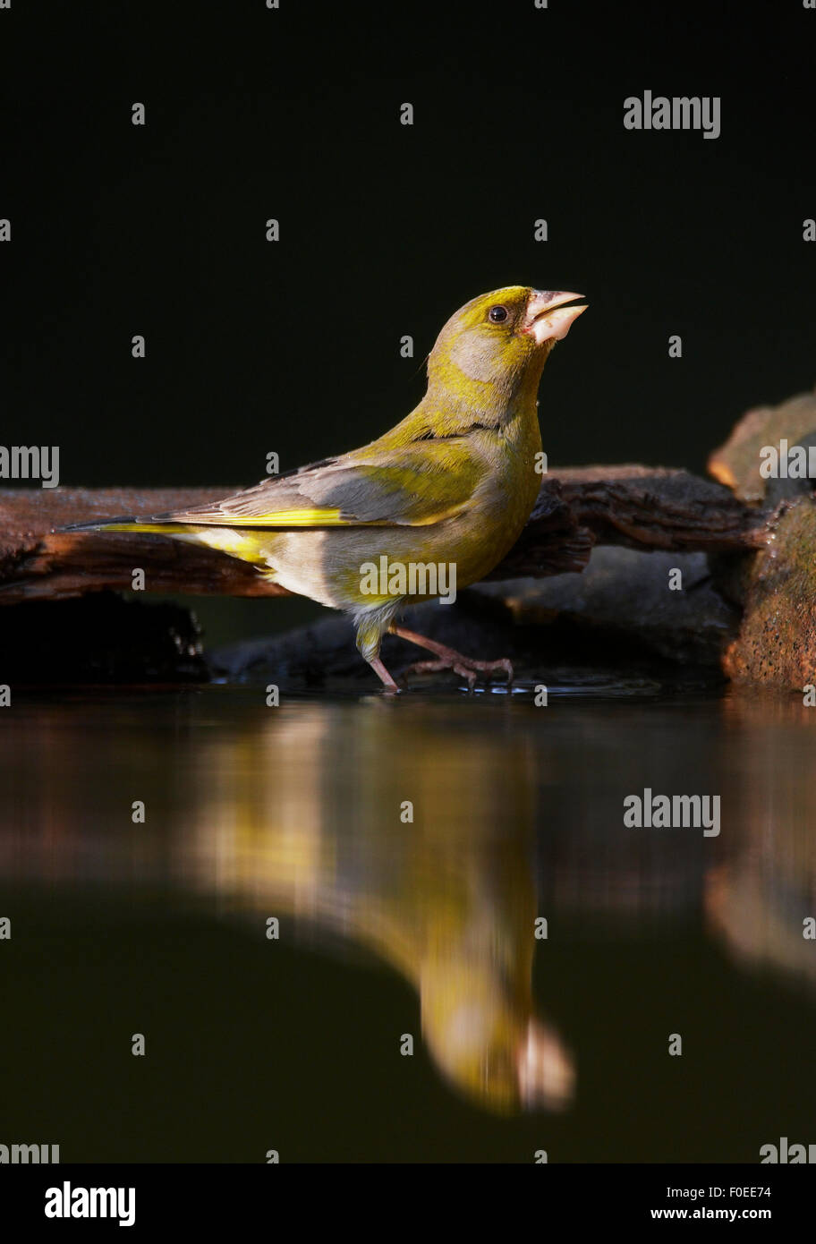 Verdone (Carduelis chloris) bere, Pusztaszer, Ungheria, Maggio 2008 Foto Stock