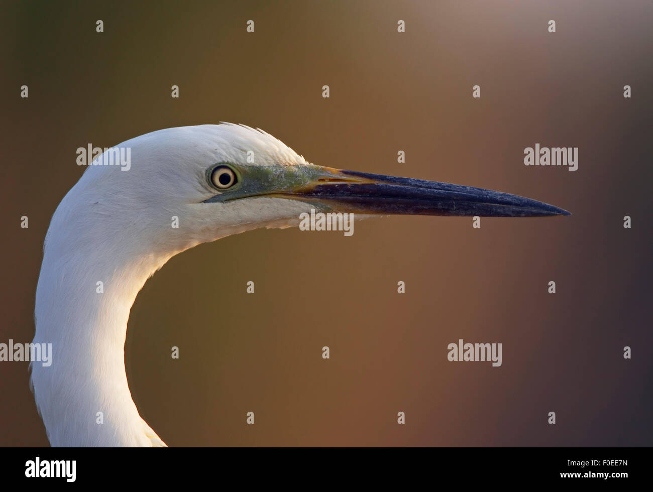 Airone bianco maggiore (Ardea alba) Pusztaszer, Ungheria, Maggio 2008 Foto Stock