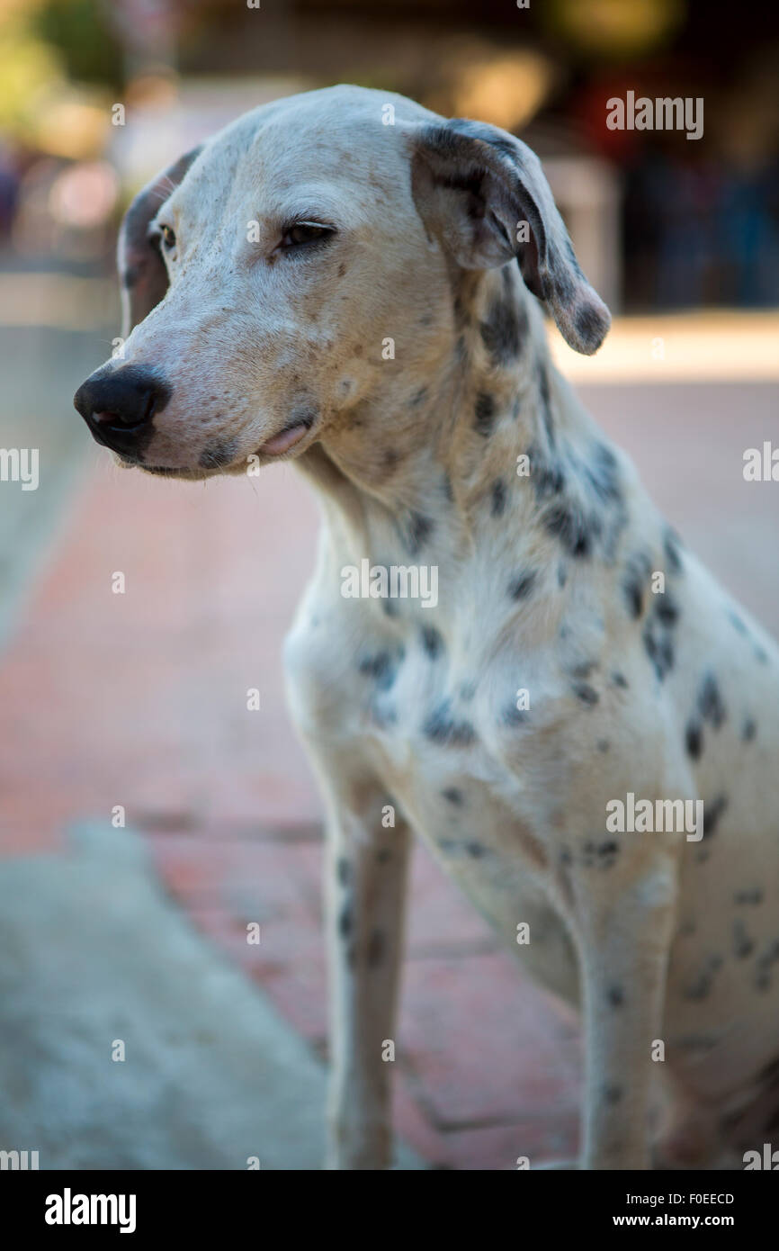 Bellissimo cane dalmata ritratto in Taganga, Colombia 2014. Foto Stock