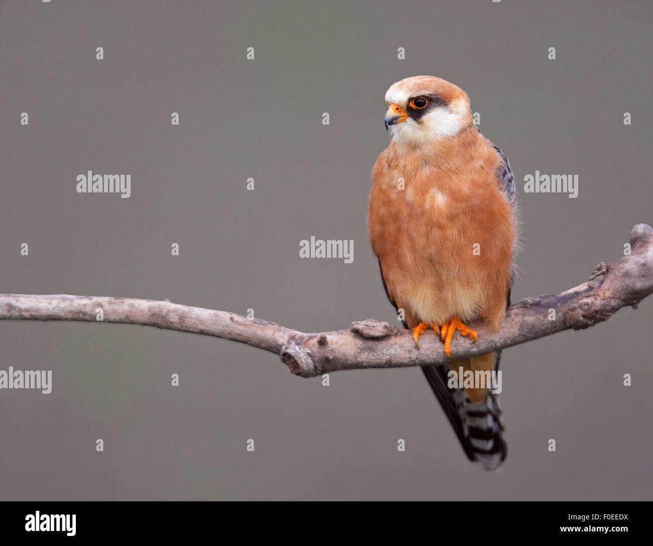 Rosso-footed Falcon (Falco vespertinus) femmina arroccato, Hortobagy NP, Ungheria Foto Stock