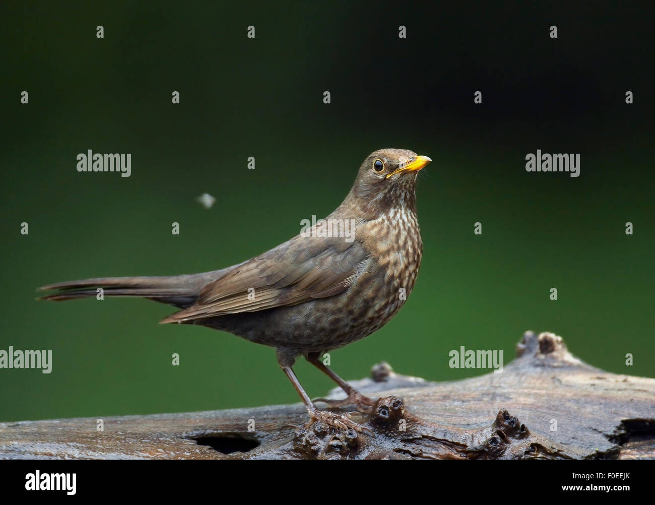 Merlo (Turdus merula) femmina, Pusztaszer, Ungheria, Maggio 2008 Foto Stock