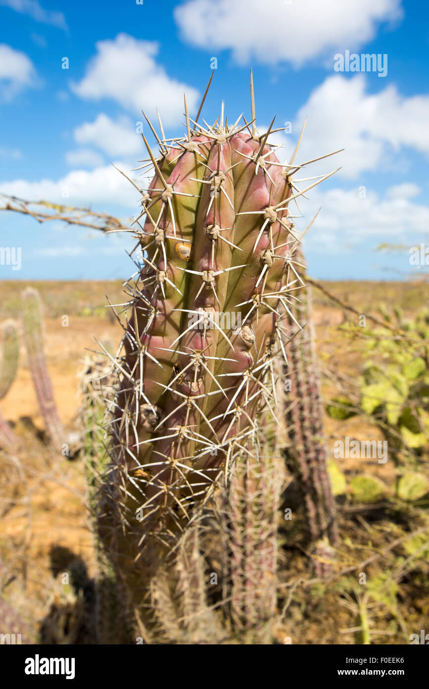 Vista ingrandita di un cactus vicino Punta Gallinas, La Guajira, Colombia 2014. Foto Stock