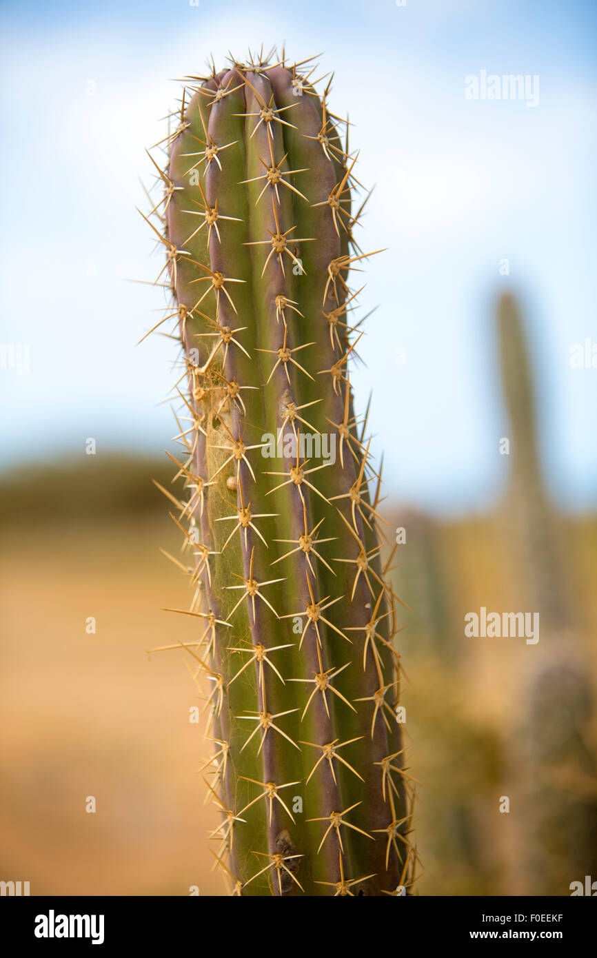 Vista ingrandita di un cactus vicino Punta Gallinas, La Guajira, Colombia 2014. Foto Stock