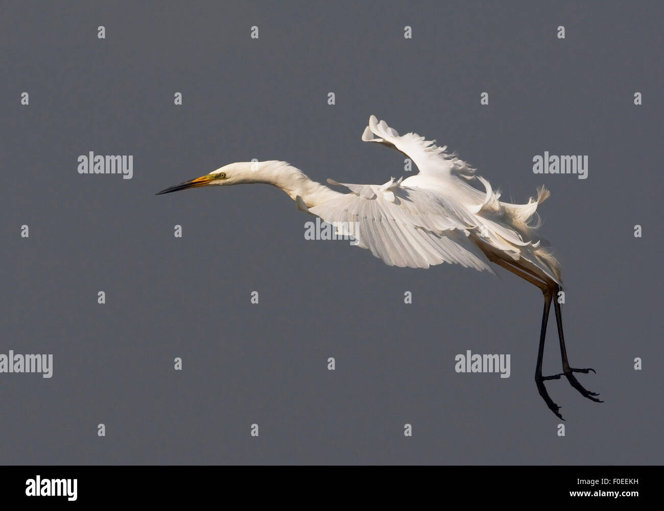 Airone bianco maggiore (Ardea alba) lo sbarco, Pusztaszer, Ungheria, Maggio 2008 Foto Stock