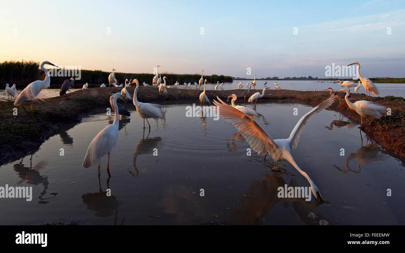 Gregge di airone bianco maggiore (Ardea alba) in acqua, Pusztaszer, Ungheria, Maggio 2008 Foto Stock