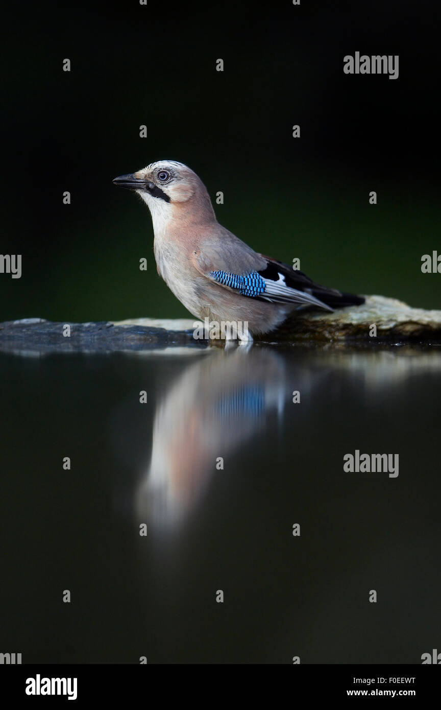 Jay (Garrulus glandarius) in acqua, Pusztaszer, Ungheria, Maggio 2008 Foto Stock