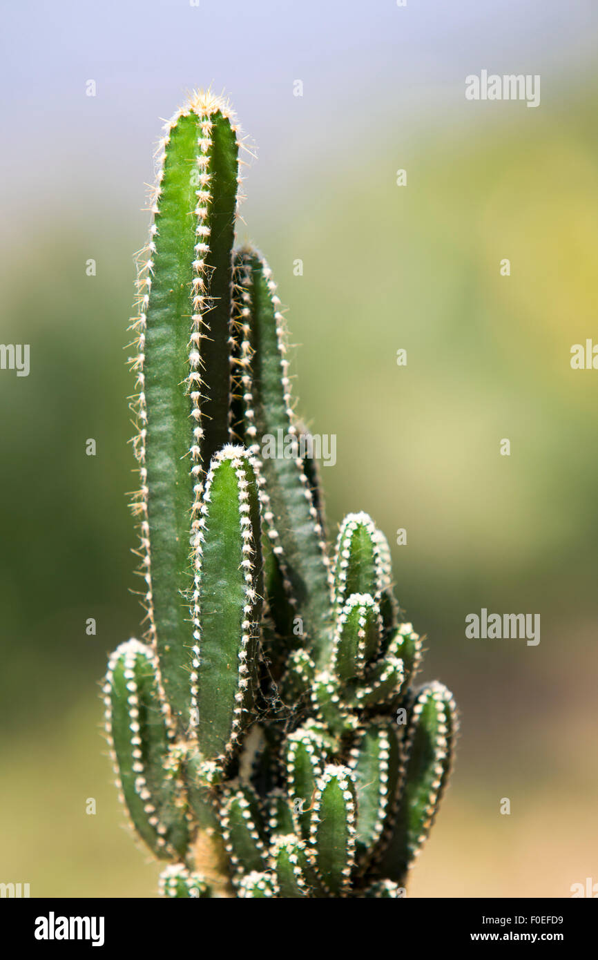 Vista ingrandita di un cactus vicino Minca de la Sierra Nevada in Colombia Foto Stock