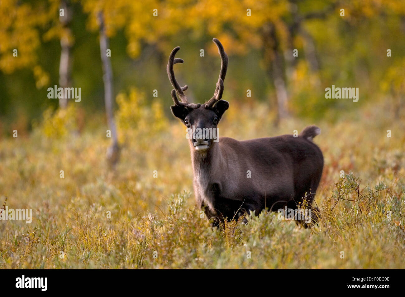 Renne (Rangifer tarandus) semi-addomesticati, piccola scala imbrancandosi dal locale Sami, Sarek National Park, Laponia World Heritage Site, Lapponia, Svezia, Settembre 2008 Foto Stock