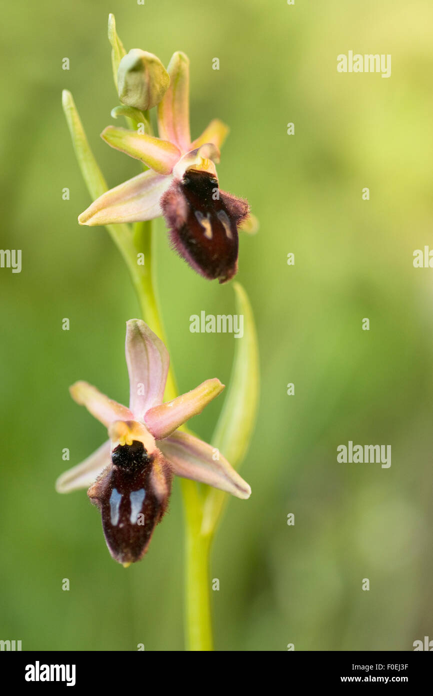 Orchid Ophrys (sp) in fiore, Gargano NP, Gargano in Puglia, Italia, Aprile 2008 Foto Stock