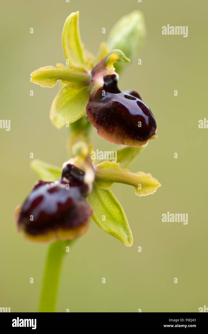 Orchid Ophrys (sp) fiori, Gargano NP, Gargano in Puglia, Italia, Aprile 2008 Foto Stock