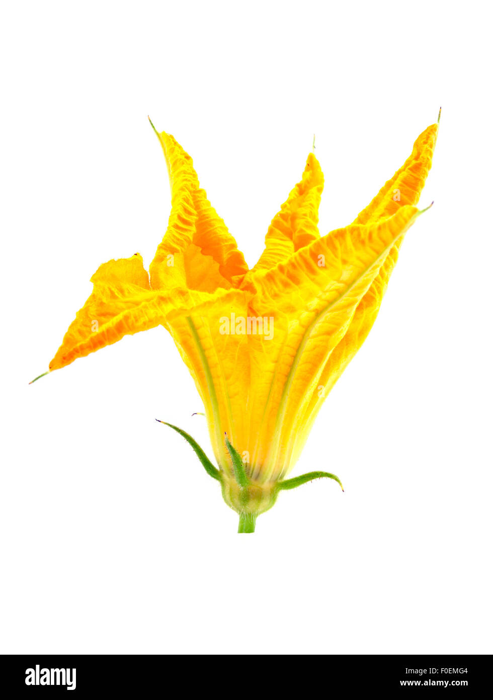 Un unico fiore di zucca isolato Foto Stock