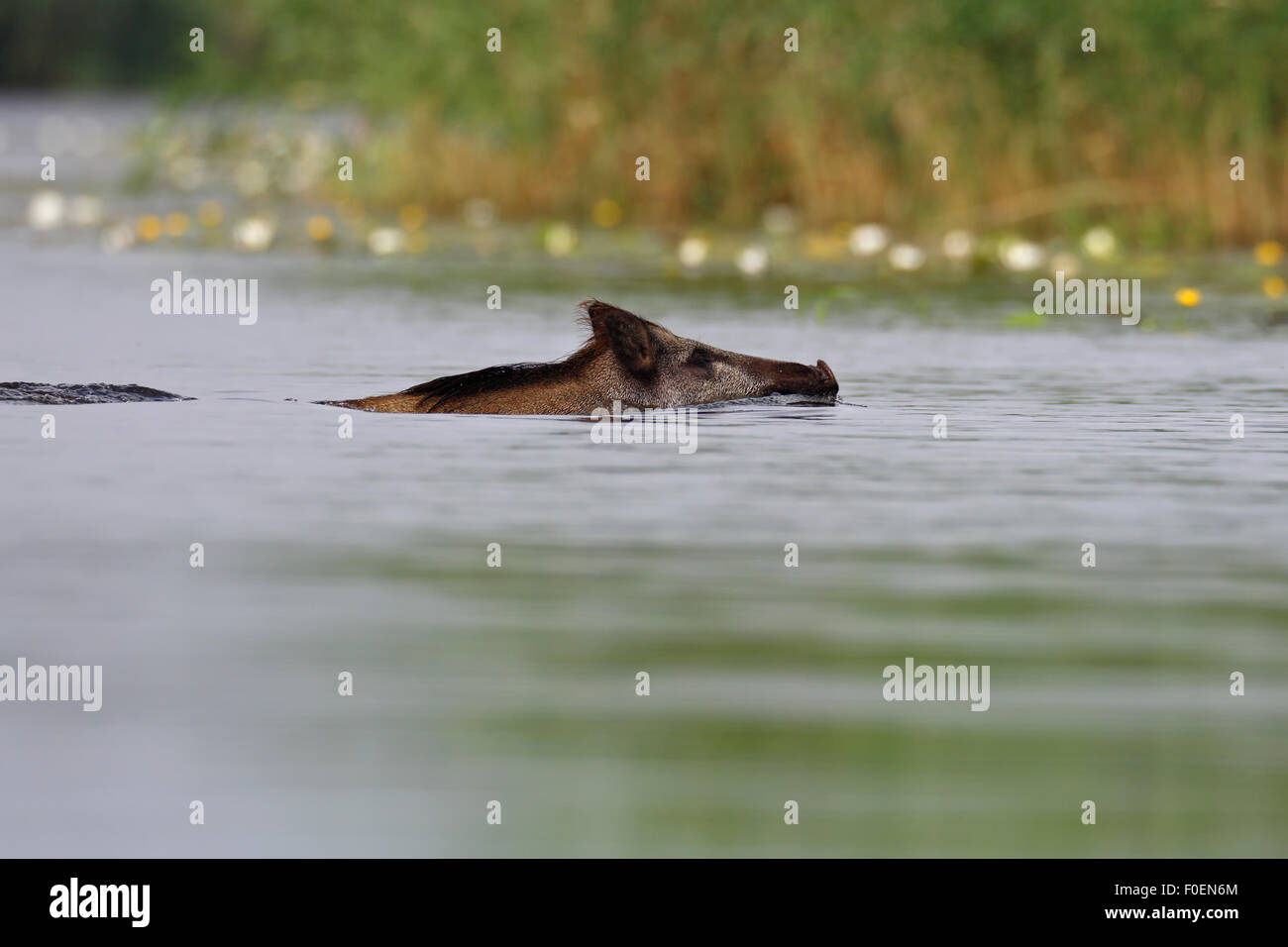 Il cinghiale (Sus scrofa) nuotare in acqua, Meclemburgo, Pomerania Occidentale, Germania Foto Stock