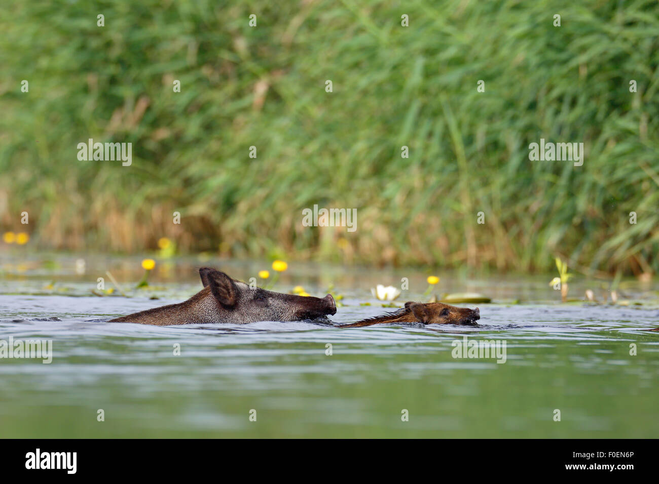 Il cinghiale (Sus scrofa) con giovani, nuoto attraverso l'acqua, Meclemburgo, Pomerania Occidentale, Germania Foto Stock