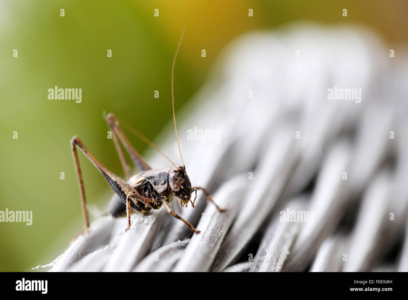 Una boccola scuro Cricket, Pholidoptera griseoaptera, arrampicata su mobili da giardino in un suburban giardino sul retro in Enland, REGNO UNITO Foto Stock