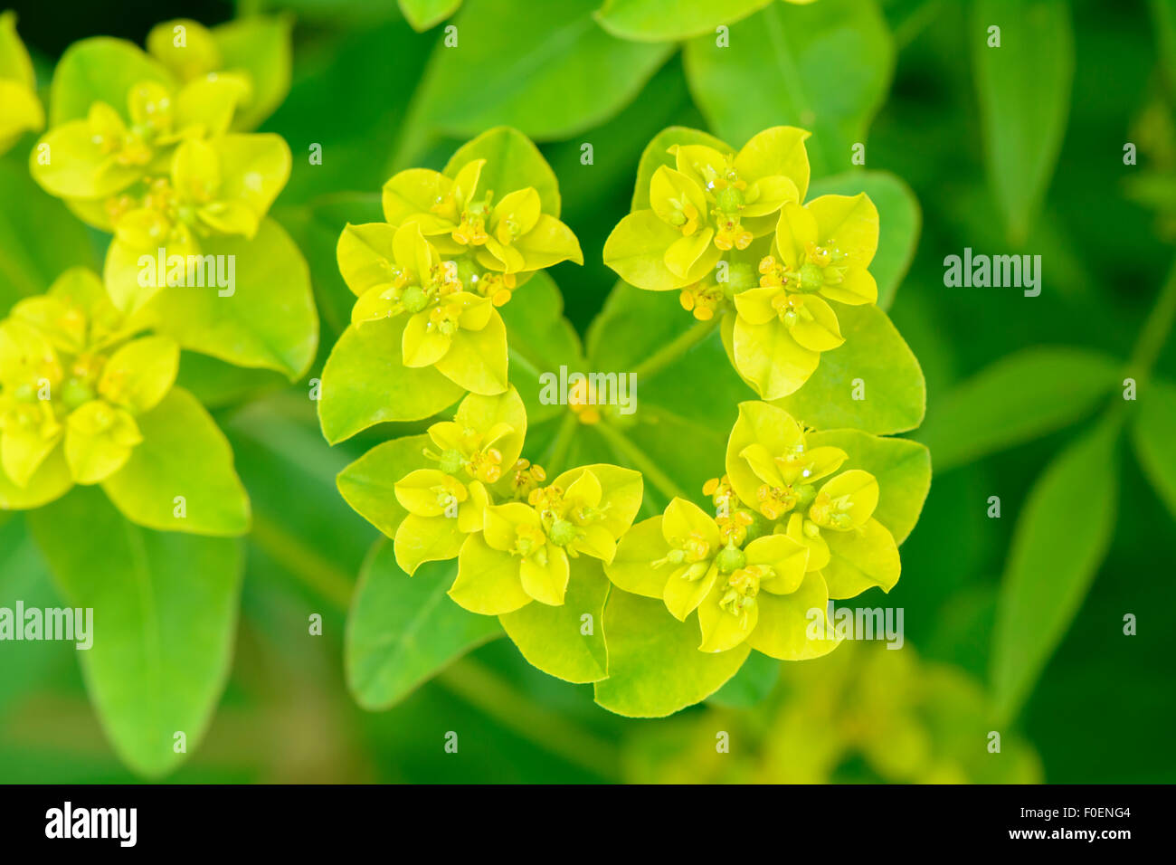 Euphorbia epithymoides, noto anche come Euphorbia polychroma e il cuscino di euforbia Foto Stock