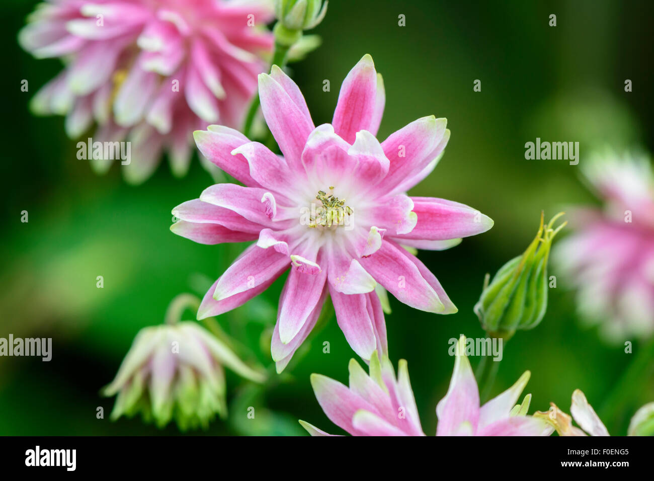 Aquilegia alpina Aquilegia vulgaris stellata 'Nora Barlow' Foto Stock