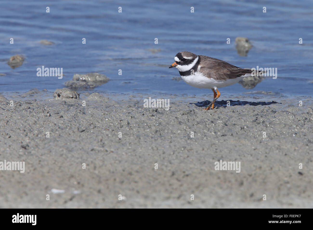 Plover inanellato (Charadrius hiaticula), Bonanza saline, Sanlucar de Barameda, Andalusia. Foto Stock