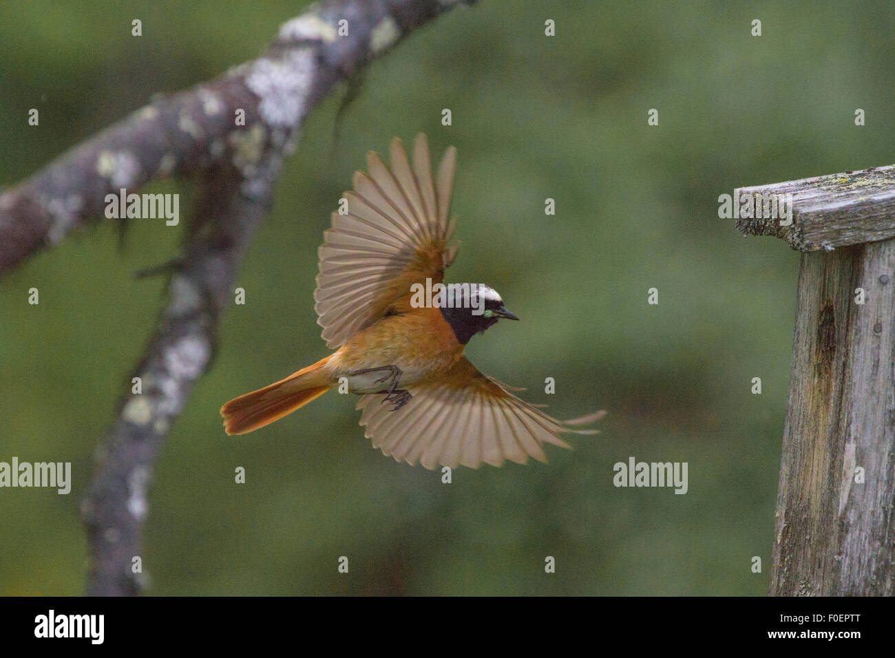 Comune, Redstart Phoenicurus phoenicurus, venuta con cibo nel suo becco per andare nel suo birdhouse Foto Stock