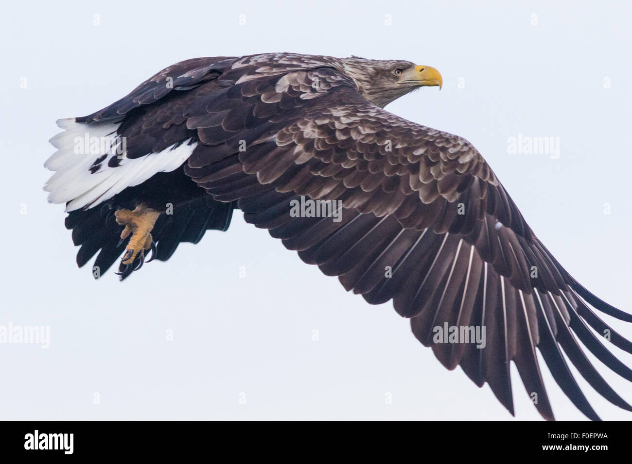 Un vicino la foto su un bianco-tailed eagle, Haliaeetus albicilla, battenti Foto Stock