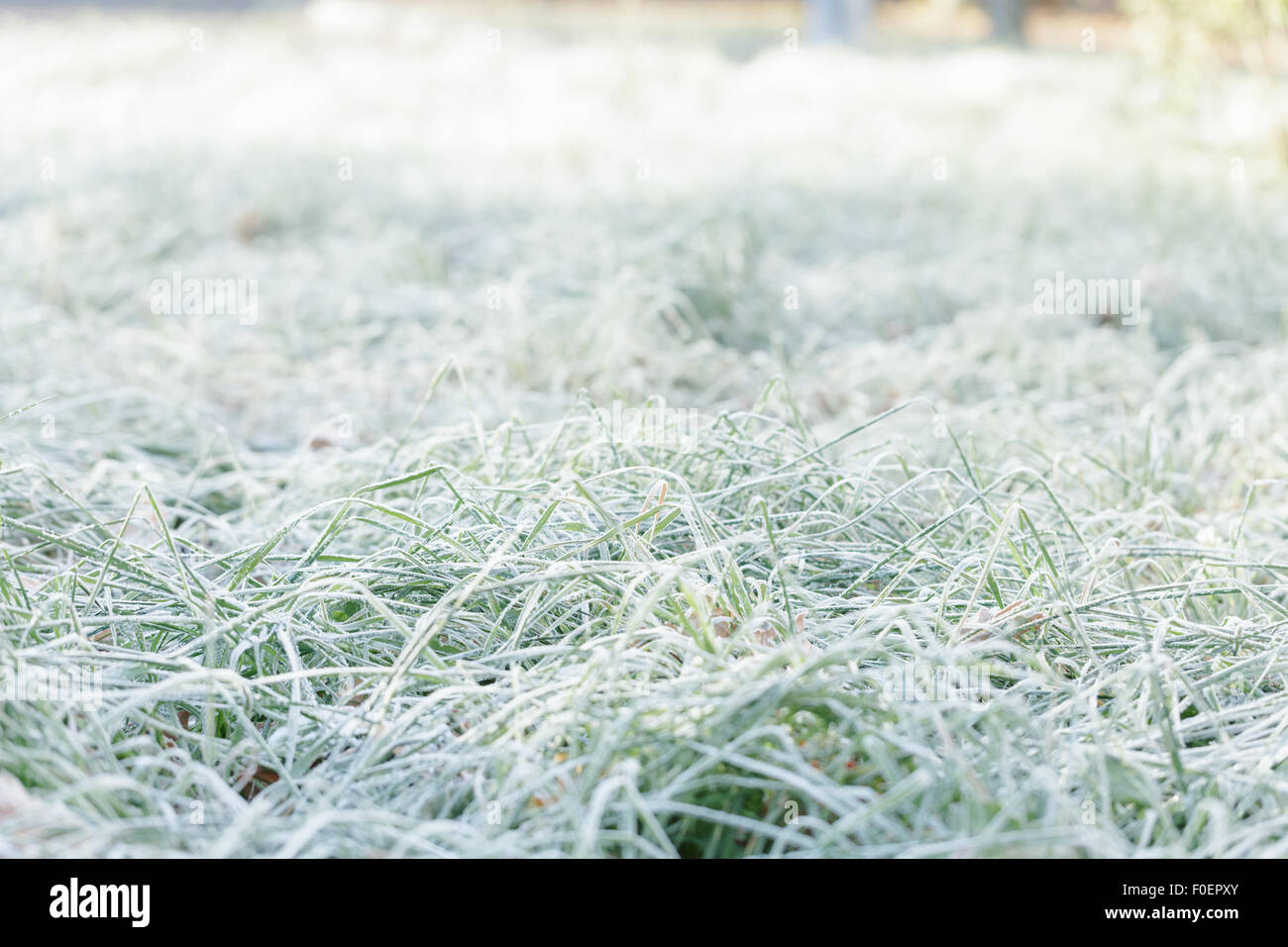 Lascia in erba la mattina con il gelo Foto Stock