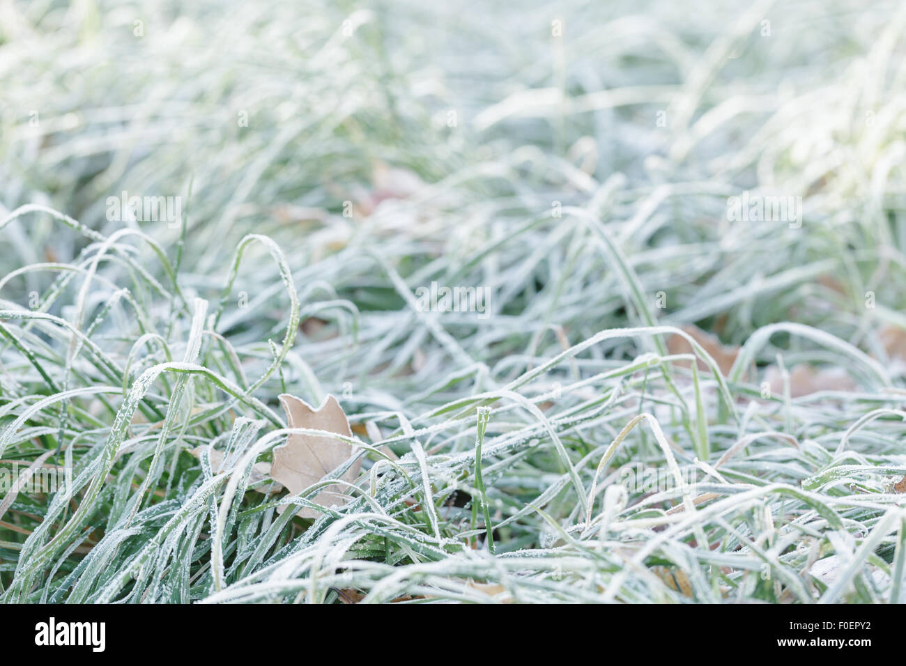 Lascia in erba la mattina con il gelo Foto Stock