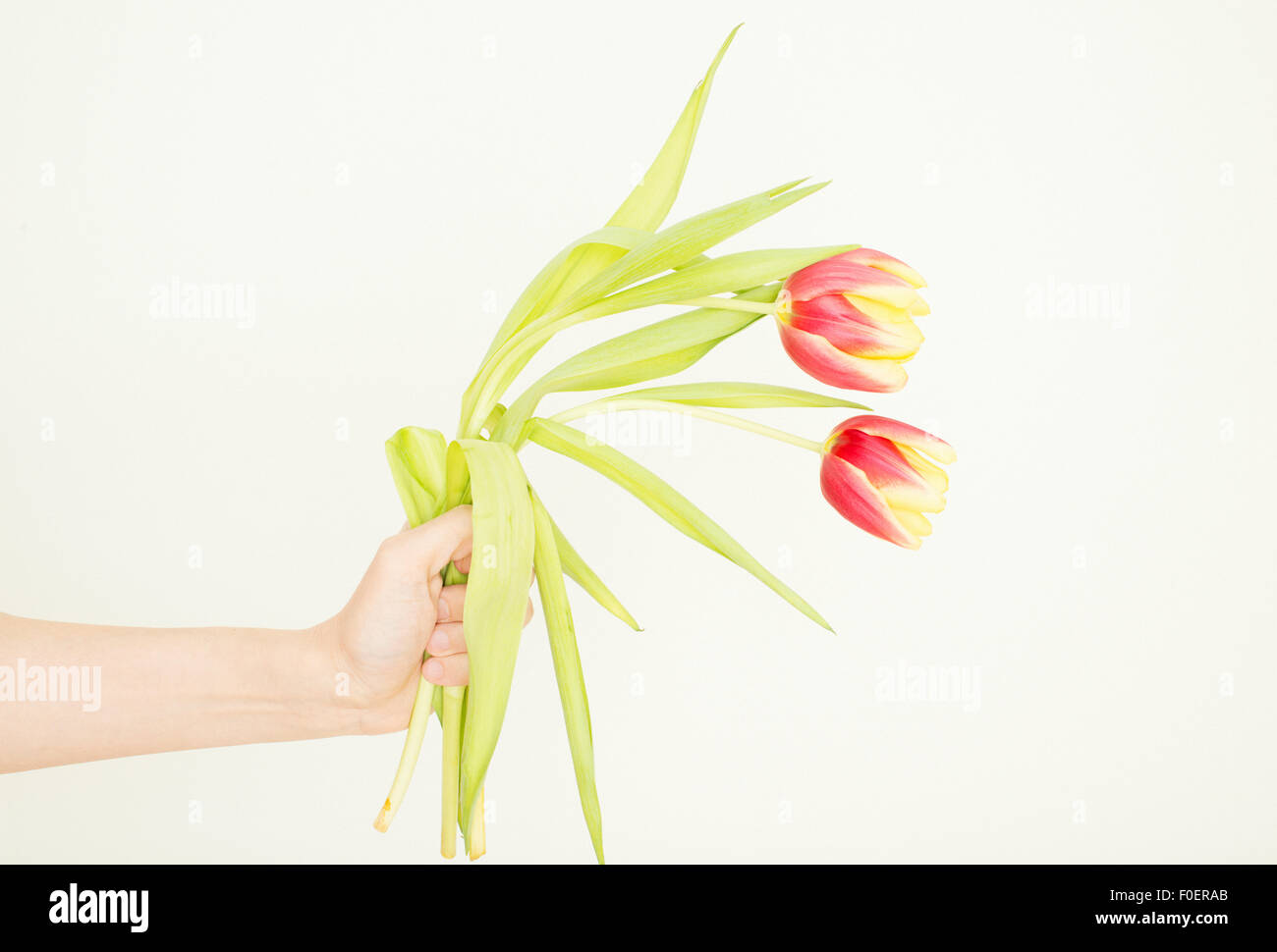 Mano di uomo con due tulip fiori. Sfondo bianco. Foto Stock