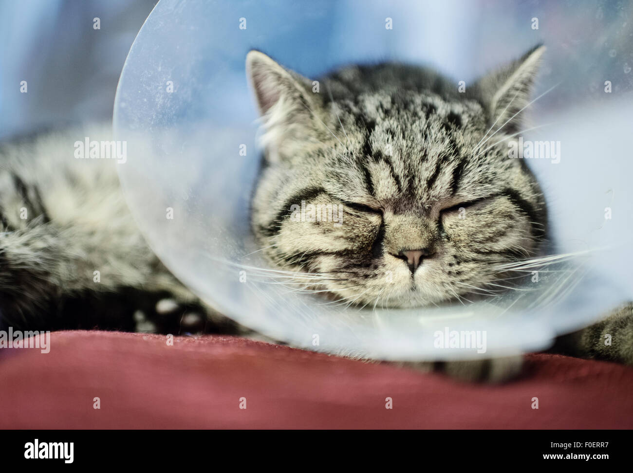 Chiusura del gatto con indosso una plastica il collare protettivo intorno al collo. La protezione impedirà l'animale dal raggiungimento di una parte del corpo con il recente intervento chirurgico. Foto Stock