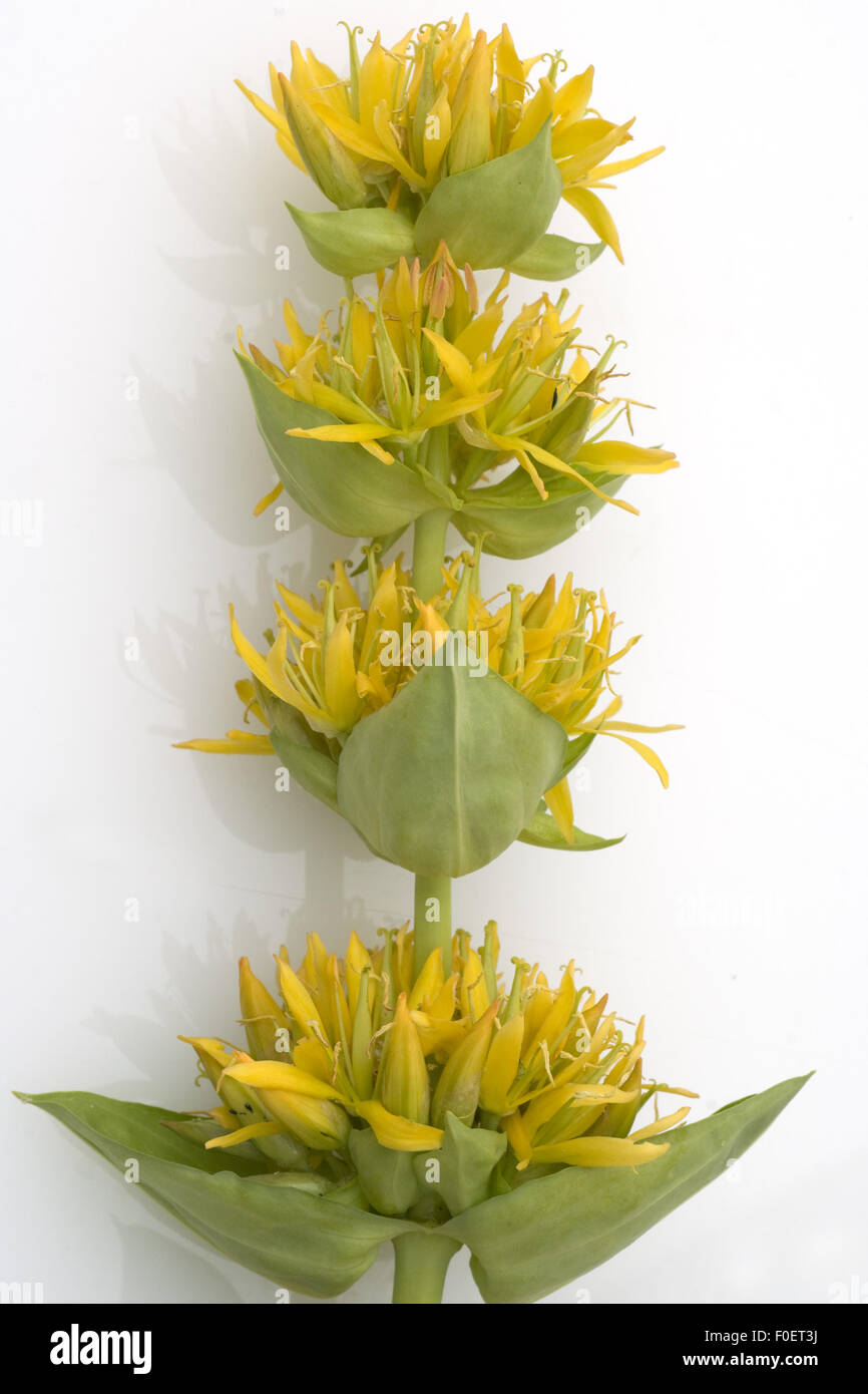 Gelber Enzian, Gentiana lutea, Blume, Heilpflanzen, Foto Stock