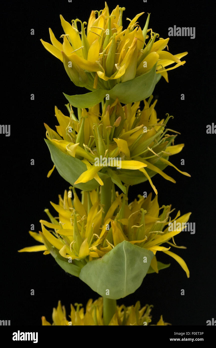 Gelber Enzian, Gentiana lutea, Blume, Heilpflanzen, Foto Stock
