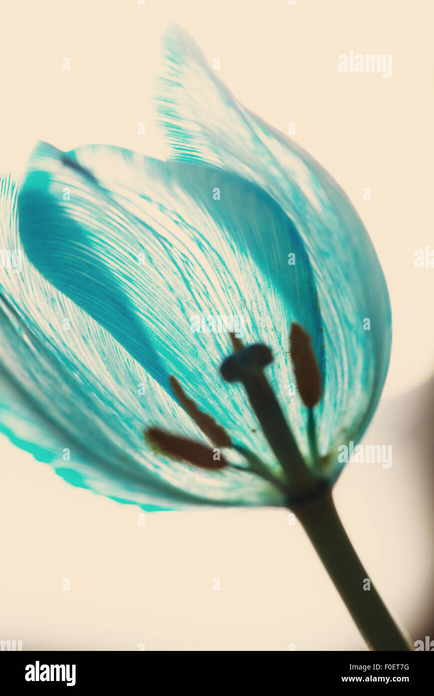 Close up tulip flower mostra i petali di retroilluminazione. Foto Stock