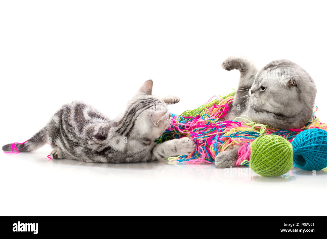 Il piccolo grigio gattino bagarre con gatto adulto, su sfondo bianco , isolato Foto Stock