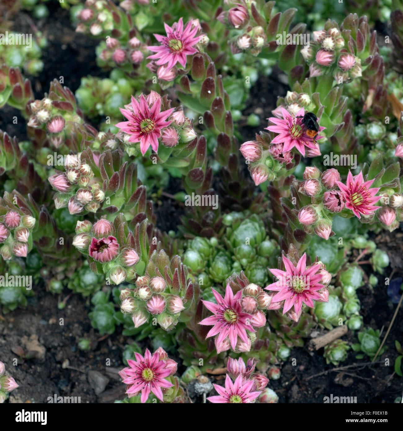 Hauswurz, Dachwurz, Sempervivum, Foto Stock