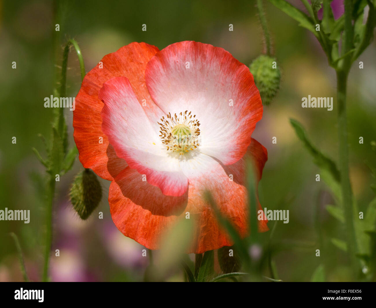 Rosso e Bianco fiore di papavero Foto Stock