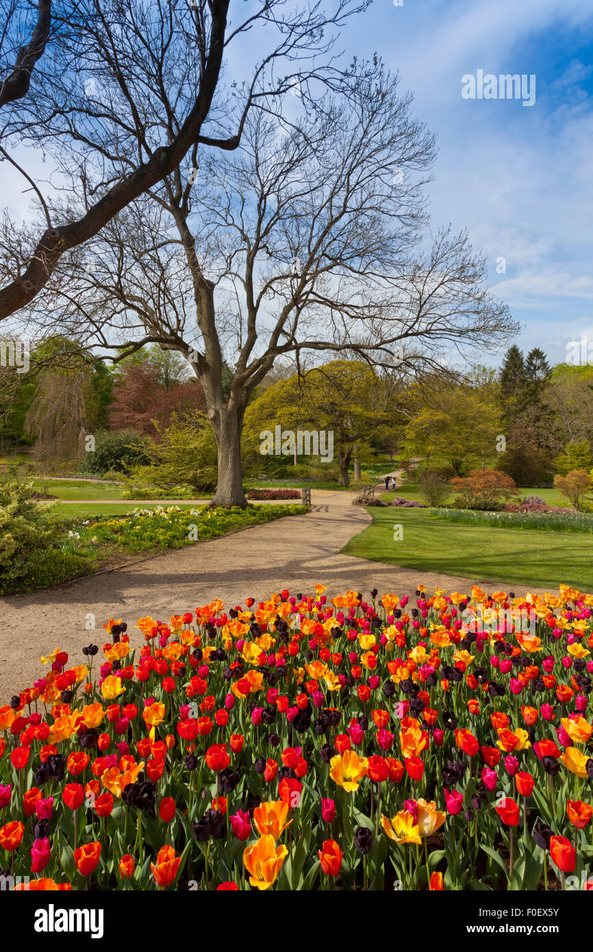 Un magnifico display della coloratissima primavera tulipani a Harlow Carr Gardens, Harrogate, North Yorkshire, Inghilterra, Regno Unito Foto Stock