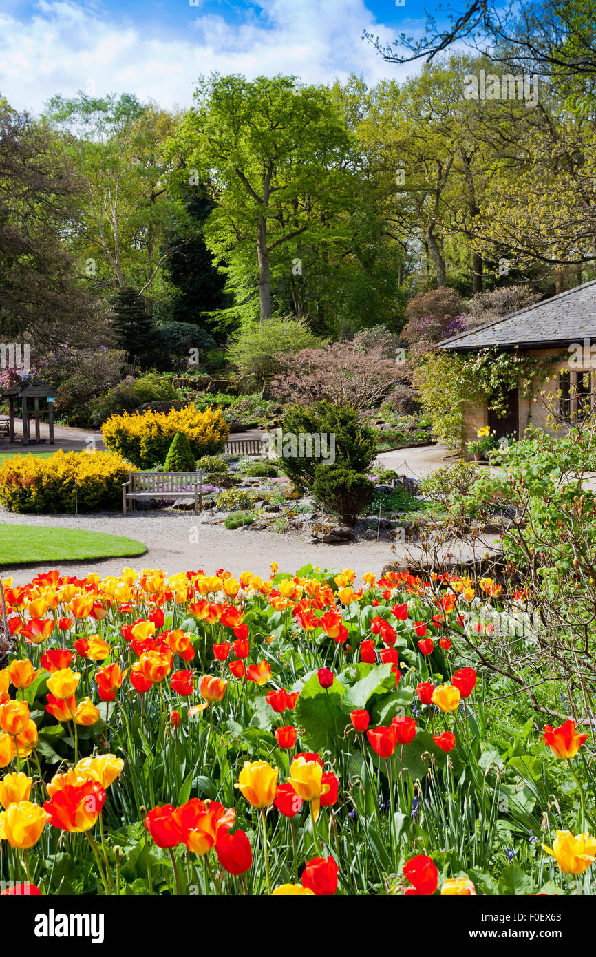 Un magnifico display della coloratissima primavera tulipani a Harlow Carr Gardens, Harrogate, North Yorkshire, Inghilterra, Regno Unito Foto Stock