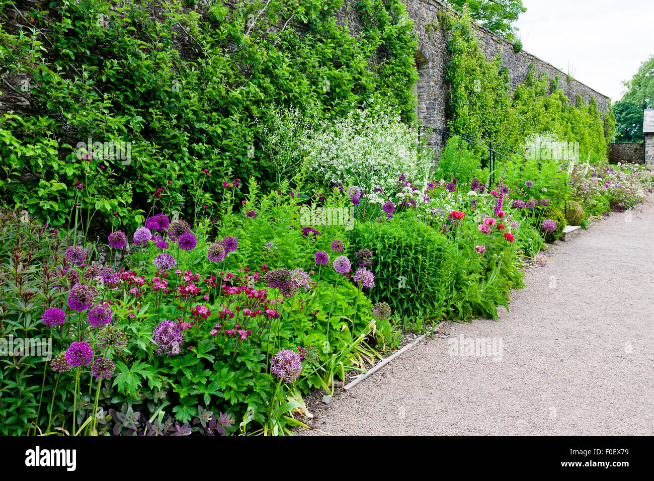 Herbaceous borders con alliums e foxgloves in basso giardino murato a Aberglasney, Carmarthenshire, Wales, Regno Unito Foto Stock